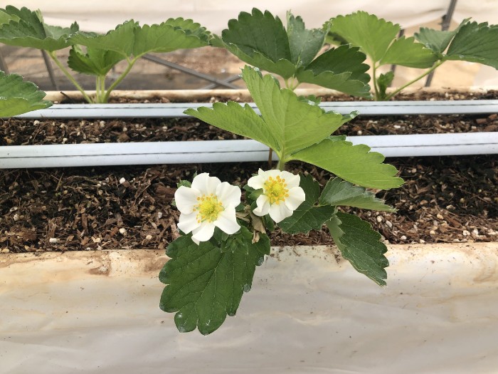 モニターハウス　花が咲きました